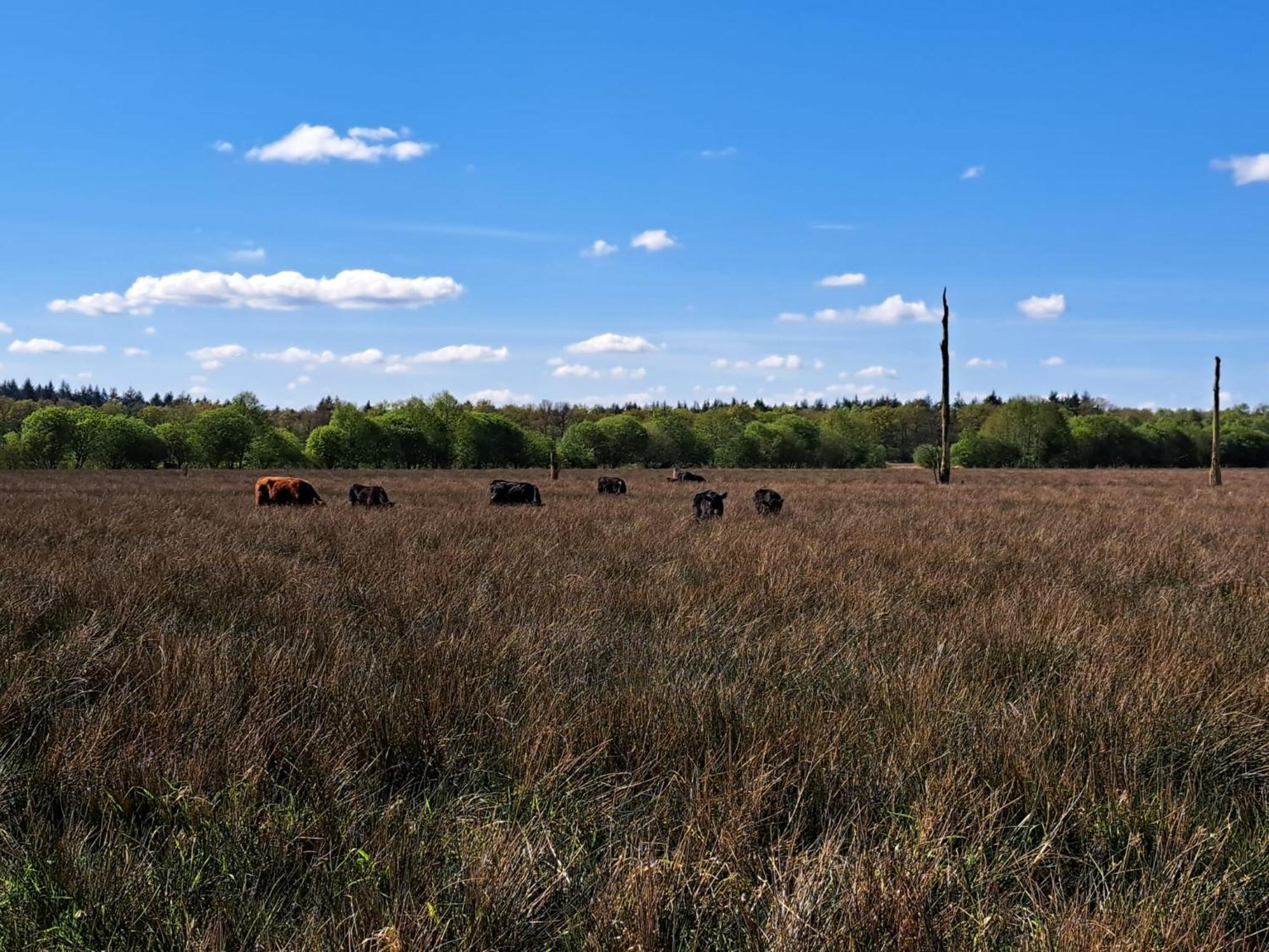 Natuurhuisje Meppen מראה חיצוני תמונה